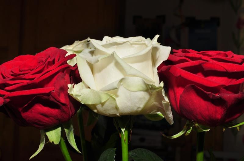 If a purebred white flower is crossed with a purebred red flower, what percentage of the offspring flowers will be red? Red is completely dominant to white. If a purebred white flower is crossed with a purebred red flower, what percentage of the offspring flowers will be red? Red is completely dominant to white.