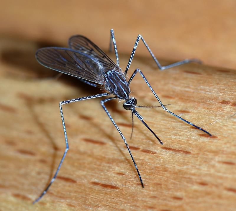 In 1955, there was a serious shortage of insecticide that can be traced to one aircraft. Please identify the aircraft. In 1955, there was a serious shortage of insecticide that can be traced to one aircraft. Please identify the aircraft.