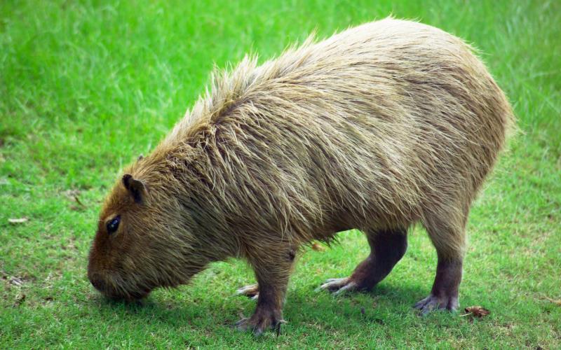 Geography Trivia Question: The capybara is native to which continent? Geography Trivia Question: The capybara is native to which continent?