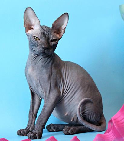The Don Sphynx or Donskoy cat is native to which country ?