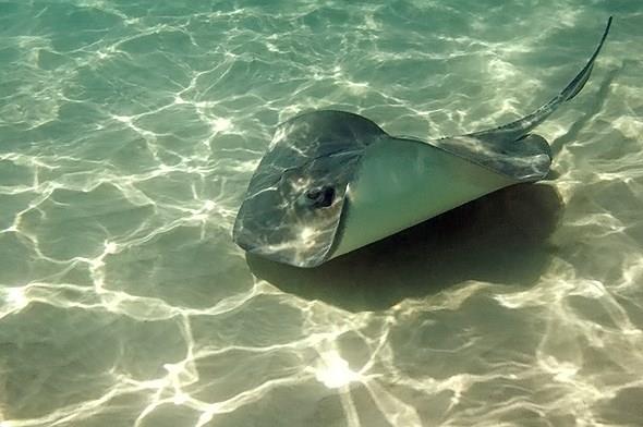 What is a grouping of stingrays called?
