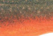 What is an Arctic Char? What is an Arctic Char?