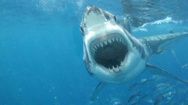 What is known as the "worst shark attack in history"? What is known as the "worst shark attack in history"?