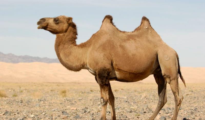 What is meant by "Camel Case"? What is meant by "Camel Case"?