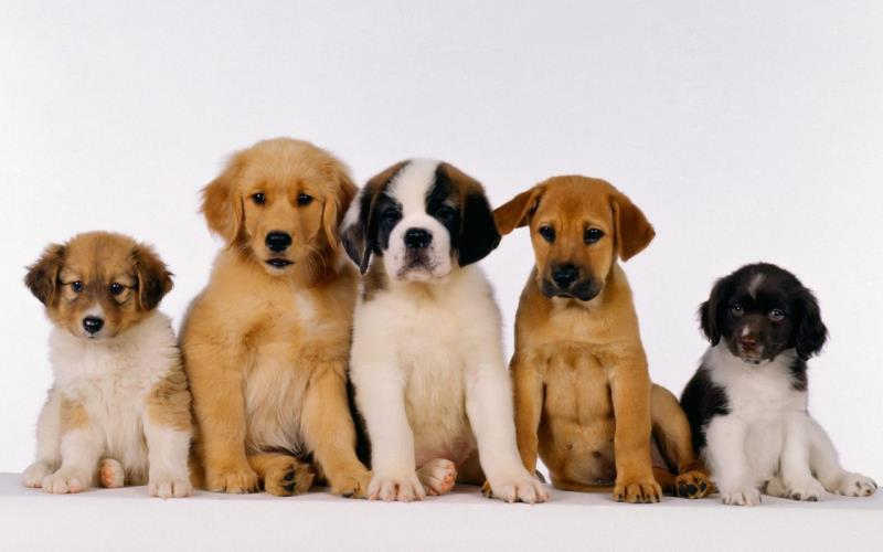 What is the most popular dog breed in America?
