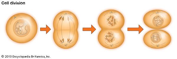 What is the process of cell division in sexual reproduction called in animals?