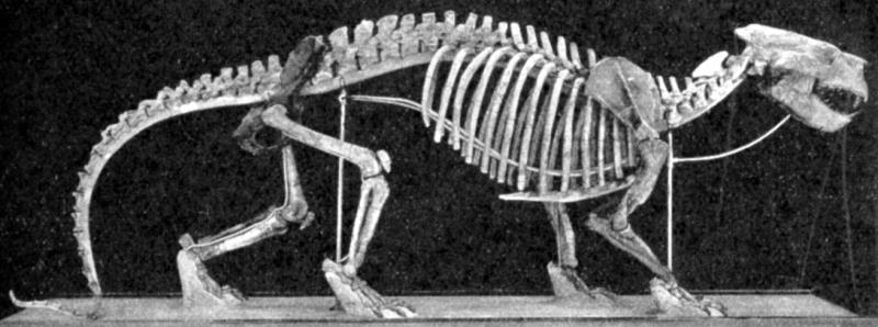 Nature Trivia Question: What is the smallest member of the order Carnivora? Nature Trivia Question: What is the smallest member of the order Carnivora?