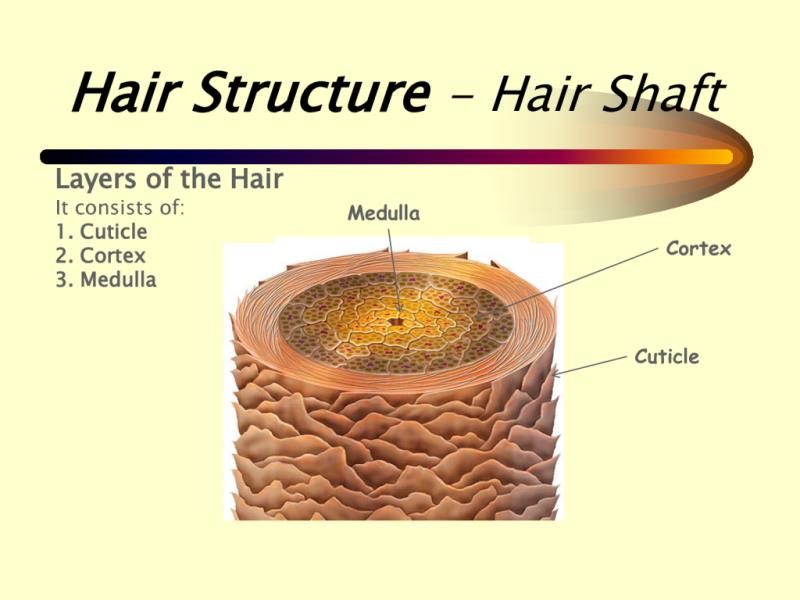 What structure of the hair must be... | Trivia Questions | QuizzClub