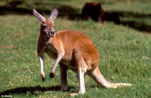 Geography Trivia Question: Which two animals are seen on the Australian Coat of Arms? Geography Trivia Question: Which two animals are seen on the Australian Coat of Arms?