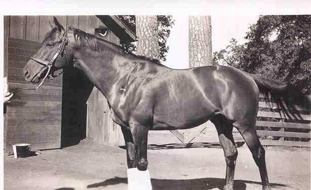 You probably have heard of the race horse named "Seabiscuit". Did Seabiscuit ever win any of the "Triple Crown" races i.e. Kentucky Derby, Preakness Stakes, or Belmont Stakes? You probably have heard of the race horse named "Seabiscuit". Did Seabiscuit ever win any of the "Triple Crown" races i.e. Kentucky Derby, Preakness Stakes, or Belmont Stakes?