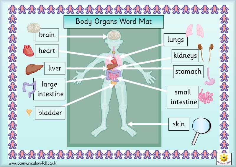 What Organ Produces Gastrin Trivia Answers QuizzClub