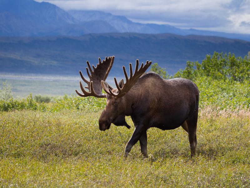 Culture Trivia Question: What Broadway record was set by the play "Moose Murders"? Culture Trivia Question: What Broadway record was set by the play "Moose Murders"?