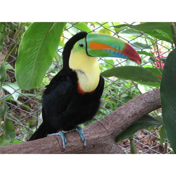 What do Toucans do when they spy a prospective mate?