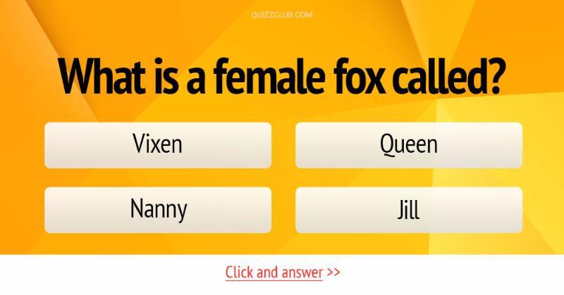 What Is A Female Fox Called Trivia Answers Quizzclub