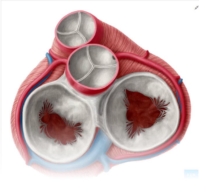 Science Trivia Question: What is another name for the Mitral heart valve? Science Trivia Question: What is another name for the Mitral heart valve?