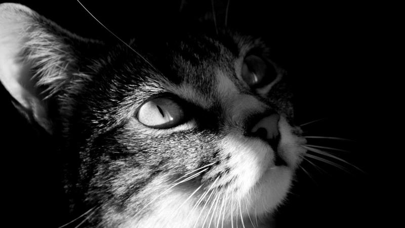 Science Trivia Question: What is Schrödinger's cat? Science Trivia Question: What is Schrödinger's cat?