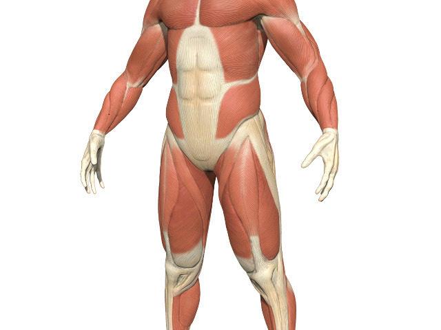 What is the function of Jacobson's organ? What is the function of Jacobson's organ?