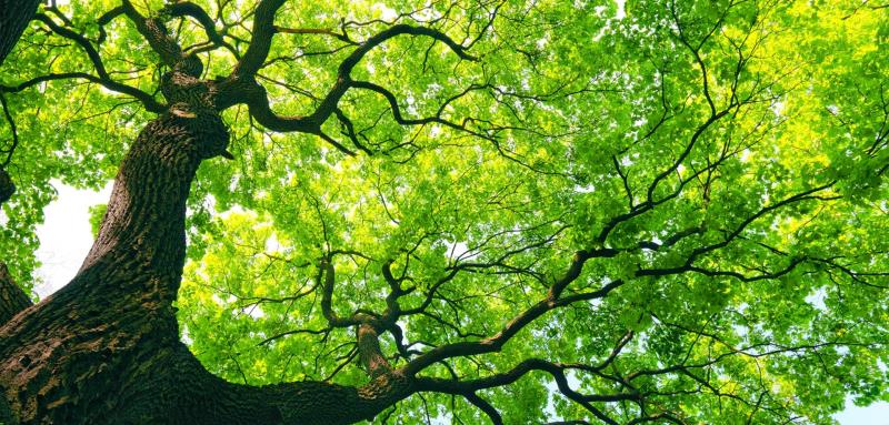 What is the oldest living non-clonal tree in the world?