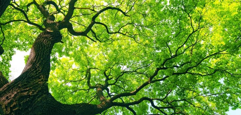 Science Trivia Question: What is the oldest living non-clonal tree in the world? Science Trivia Question: What is the oldest living non-clonal tree in the world?