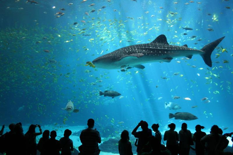 Which part is not present in a shark's body?