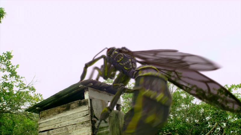 How large is the Asian Giant Hornet? How large is the Asian Giant Hornet?