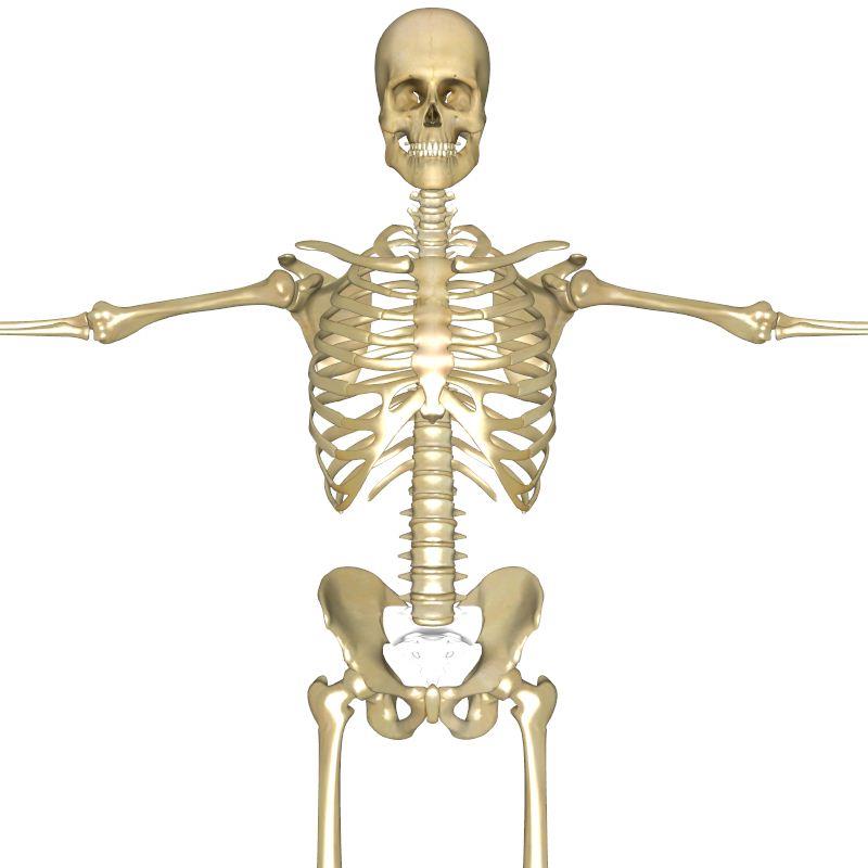 Which is the only bone in the human... | Trivia Answers | QuizzClub