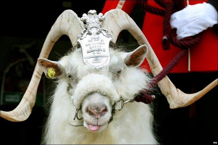 William Windsor I (pictured) is a goat who served as a lance corporal in the British Army. What breed of goat? William Windsor I (pictured) is a goat who served as a lance corporal in the British Army. What breed of goat?