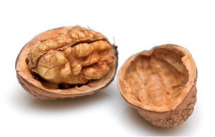 Where does the phrase ‘in a nutshell’ come from ?