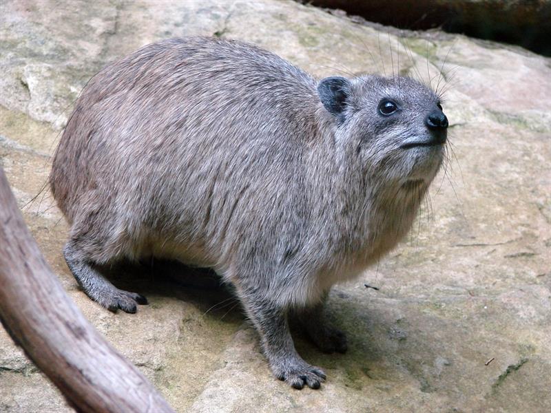 Which animal is related to the hyrax?