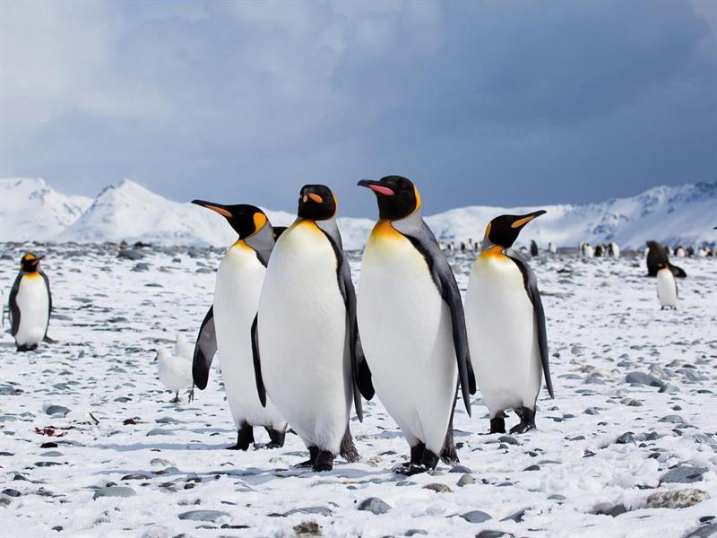 Geography Trivia Question: Which continent has land completely covered with ice? Geography Trivia Question: Which continent has land completely covered with ice?