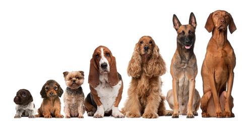 What was the original meaning of the expression “a hair of the dog that bit you” (a cure from hangover)? What was the original meaning of the expression “a hair of the dog that bit you” (a cure from hangover)?