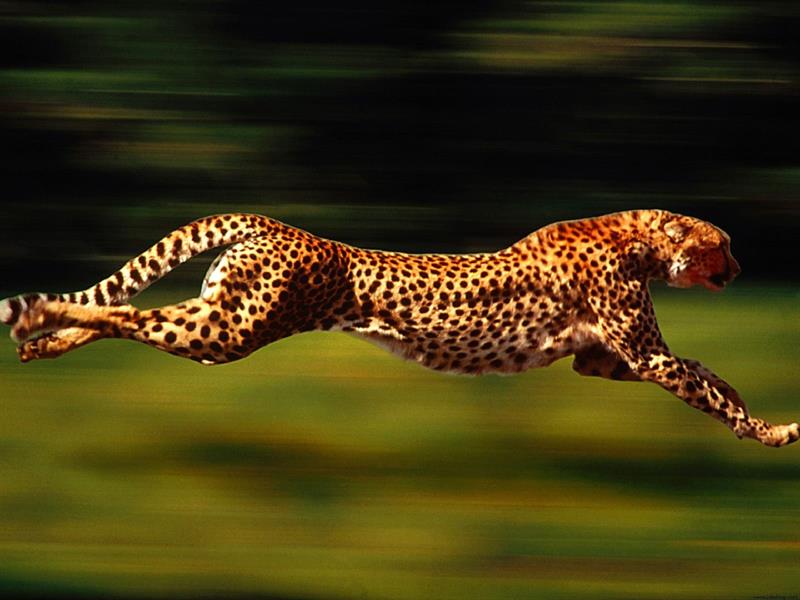 Society Trivia Question: Who holds the record for traveling the highest speed attained by a manned vehicle? Society Trivia Question: Who holds the record for traveling the highest speed attained by a manned vehicle?