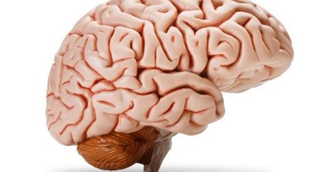 Of the two areas of the brain thought to be responsible for speech, one is called Broca's area. What is the other called? Of the two areas of the brain thought to be responsible for speech, one is called Broca's area. What is the other called?