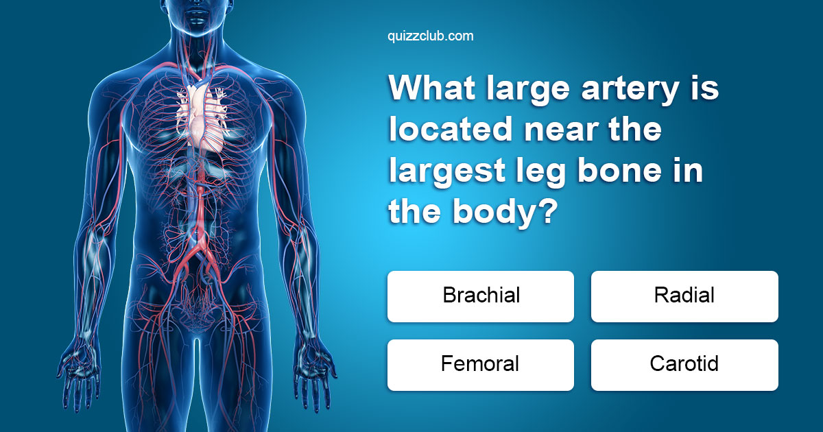 Largest Artery In The Body
