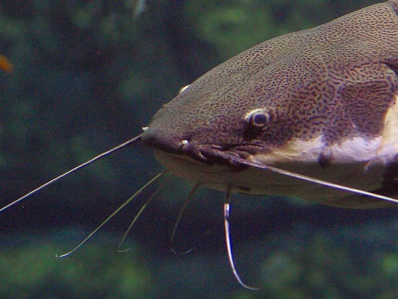 do-catfish-have-scales-trivia-questions-quizzclub