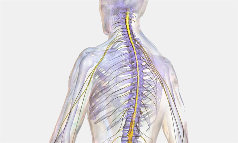 The spinal cord is protected by... | Trivia Questions | QuizzClub