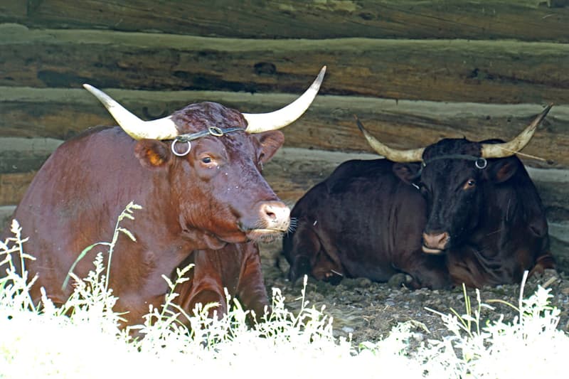plural-form-of-ox-eayan