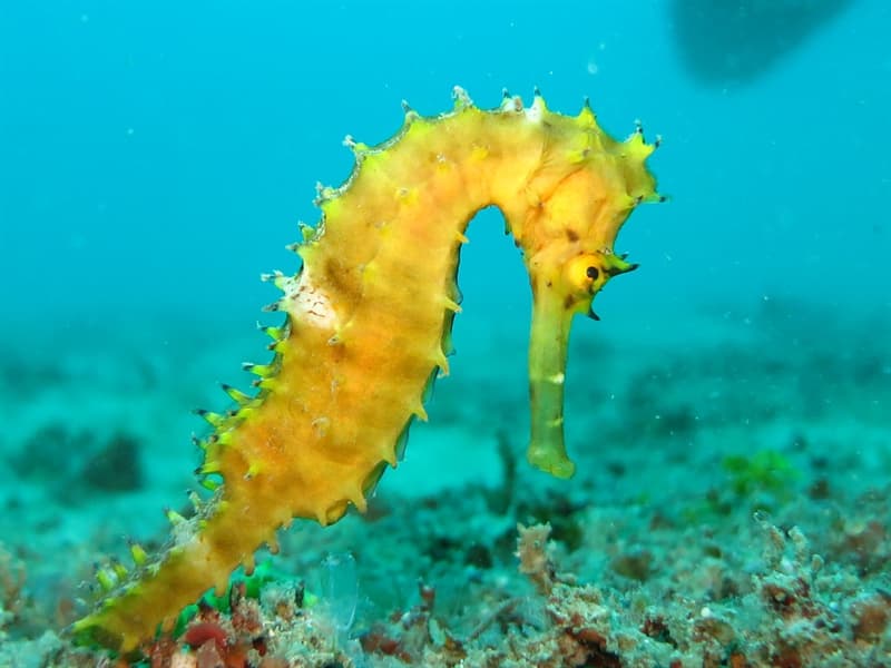 what-is-a-baby-seahorse-called-trivia-questions-quizzclub