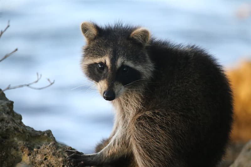 What is a group of raccoons called? | Trivia Questions | QuizzClub