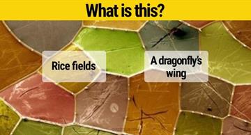 Quiz Test: You’ll never guess what you’re seeing in these amazing photos