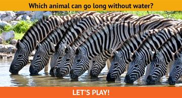 animals Quiz Test: Only 13% Of The Population Can Pass This Tricky Animal Trivia