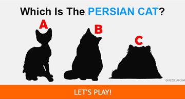 animals Quiz Test: Only 1 In 15 Real Cat Lovers Can Recognize All Of These Cat Breeds