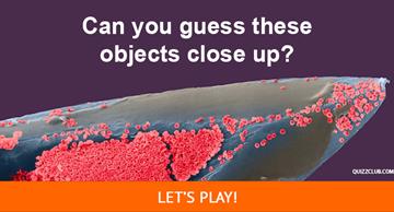 funny Quiz Test: Can you identify these everyday objects extremely close up?