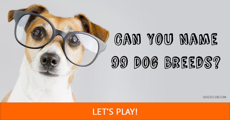 Can You Name 99 Dog Breeds Trivia Quiz QuizzClub