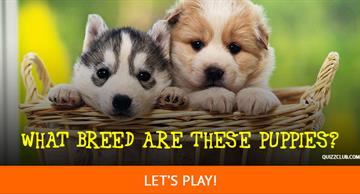 Quiz Test: Can You Tell What Breed These Puppies Will Grow Up To Be?