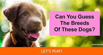 animals Quiz Test: Can You Guess The Breeds Of These Dogs?