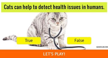 Quiz Test: How Much Do You Know About Cats?
