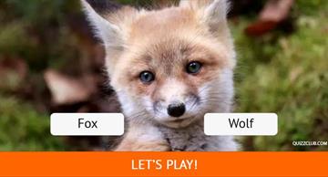 Quiz Test: Can You Name 33 Of The World's Cutest Animals?