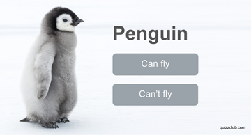 animals Quiz Test: Only 1 in 10 People Can Identify Which of These Animals Can Fly