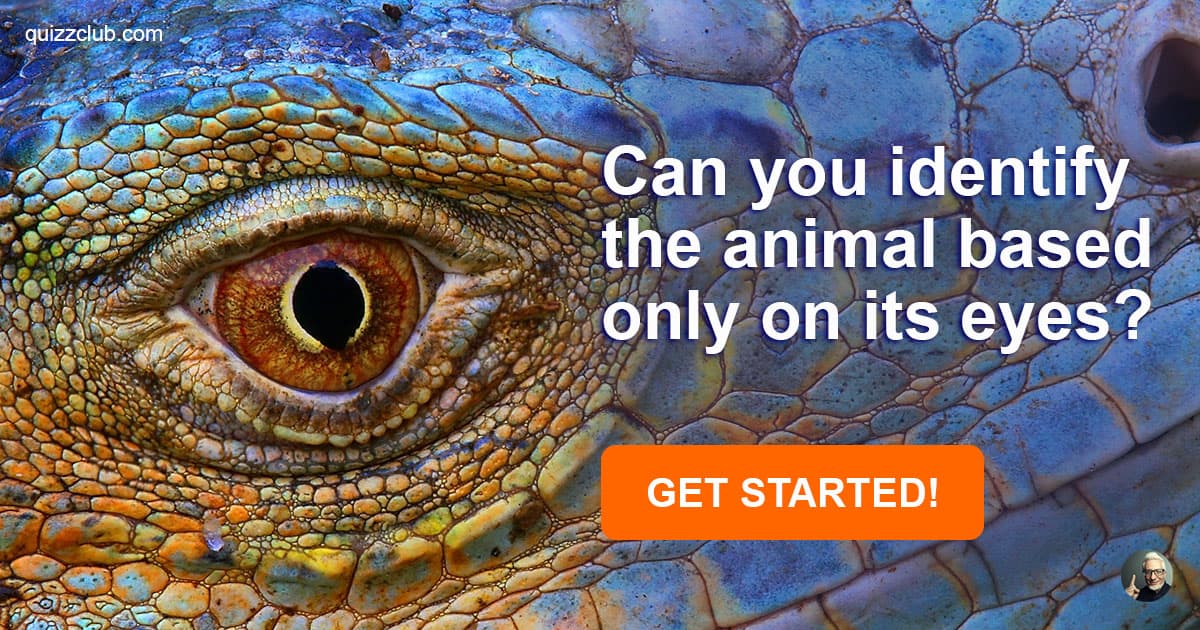 can-you-identify-the-animal-based-trivia-quiz-quizzclub